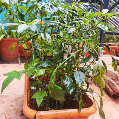 TERRACE GARDENING